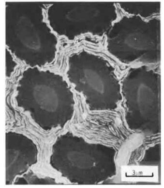 SEM micrograph of transverse section of fiber bundle showing fiberlintrabundle matrix after etching with atomic oxygen at 100C for 3hr.