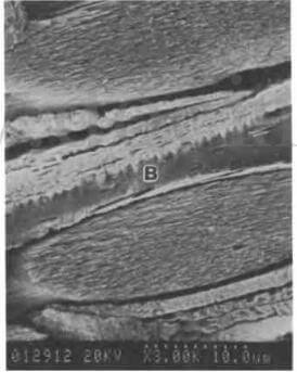 photomicrograph of pitch fiber-reinforced resinCVI composite etched with atomic oxygen