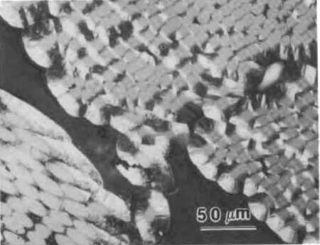 optical photomicrograph of interior region of PAN-CVI CC composite