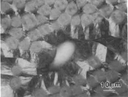 optical photomicrograph of closed porosity in PAN-CVI CC composite