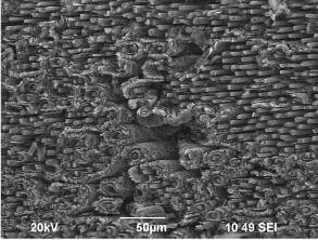 SEM micrograph of partially oxidised C-C composite showing carbon fibers in a matrix of carbon