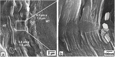 SEM micrographs of the fracture surface of the composite