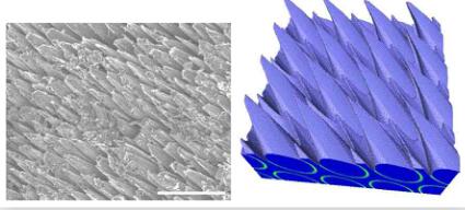 fig.5-left-SEM-micrograph-of-the-ablated-surface-of-a-bundle-in-4D-CC-composite.